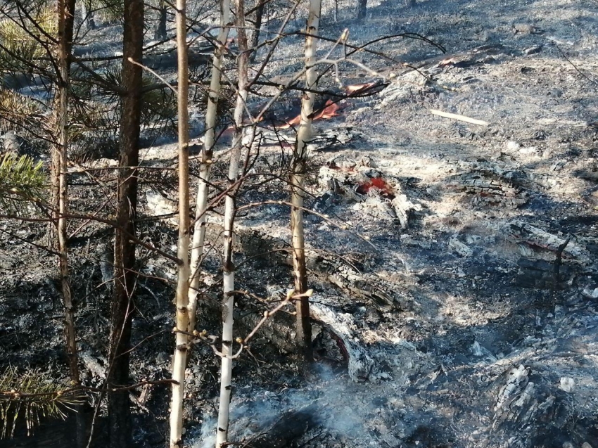 Шесть лесных пожаров ликвидировали, три локализовали за сутки в Zабайкалье